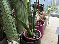 Partij planten in pot - afbeelding 3 van  5