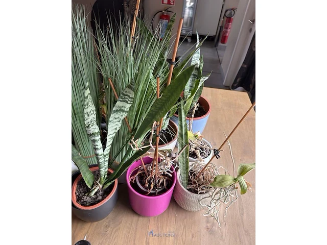 Partij planten in pot - afbeelding 4 van  5