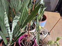Partij planten in pot - afbeelding 4 van  5