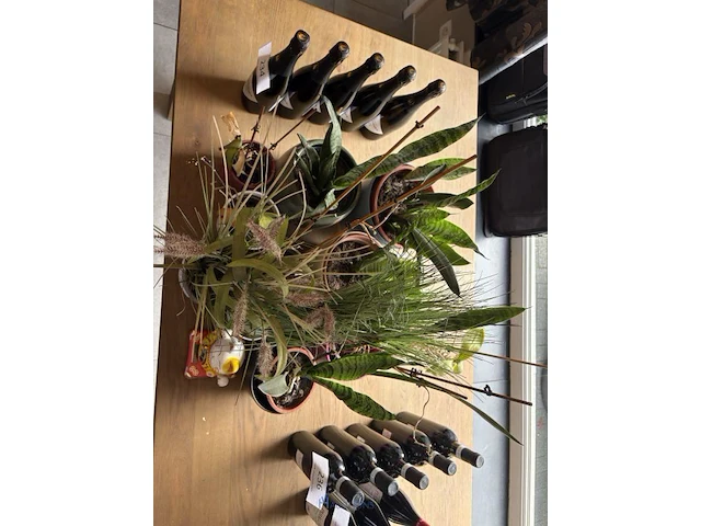 Partij planten in pot - afbeelding 5 van  5