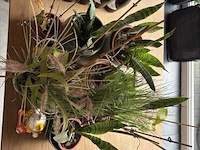 Partij planten in pot - afbeelding 5 van  5