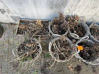 Partijbloempotten en plantenbakken - afbeelding 1 van  5