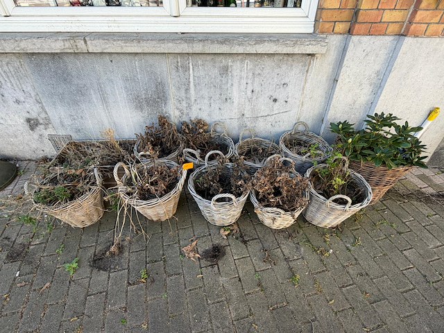 Partijbloempotten en plantenbakken - afbeelding 3 van  5