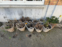 Partijbloempotten en plantenbakken - afbeelding 3 van  5