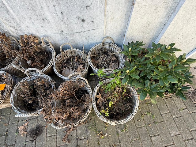 Partijbloempotten en plantenbakken - afbeelding 5 van  5