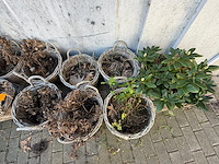 Partijbloempotten en plantenbakken - afbeelding 5 van  5