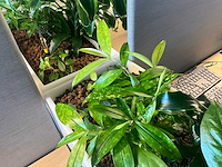 Pedrali kado2 design plantenbak (2x) - afbeelding 4 van  6