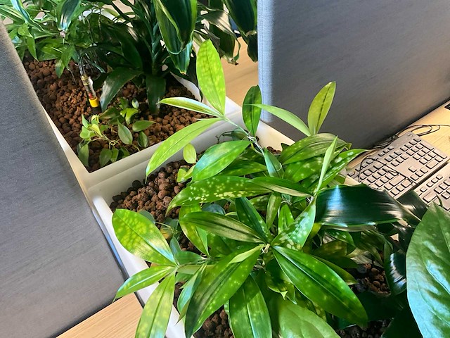 Pedrali kado2 design plantenbak (2x) - afbeelding 4 van  6