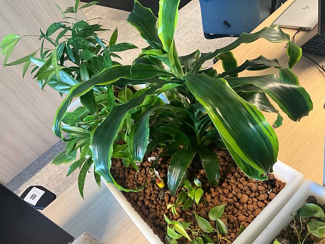 Pedrali kado2 design plantenbak (2x) - afbeelding 5 van  6