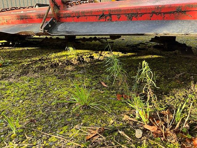 Peecon weidebloter - afbeelding 3 van  13