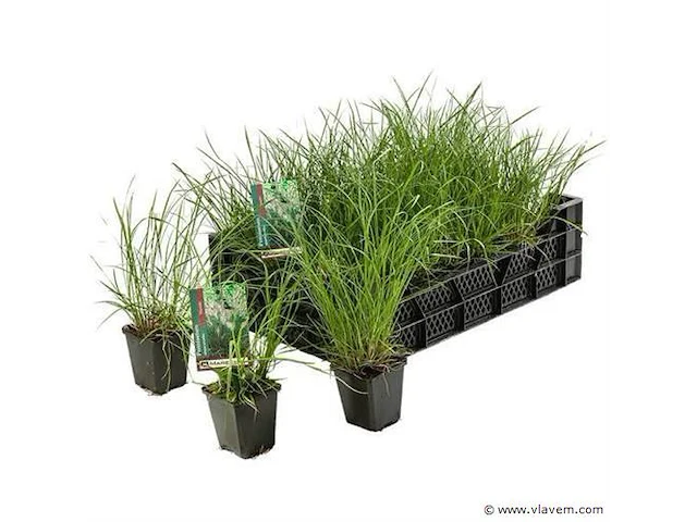 Pennisetum hameln, 72 stuks - afbeelding 1 van  1