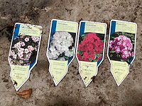 Phlox mix (100x) - afbeelding 1 van  2