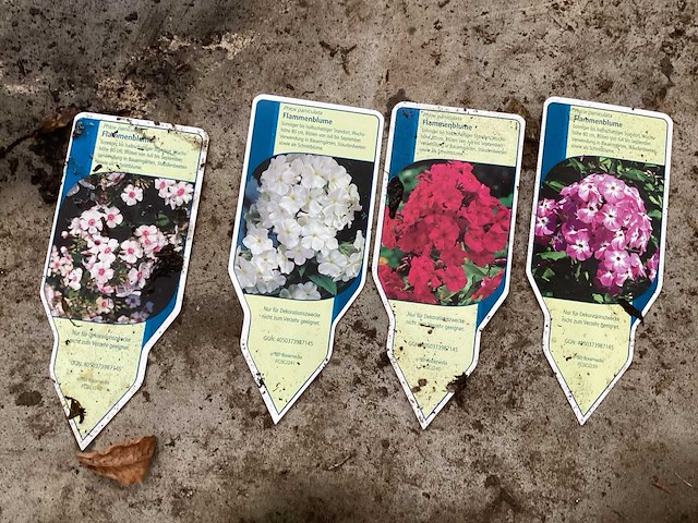 Phlox mix (60x) - afbeelding 1 van  2