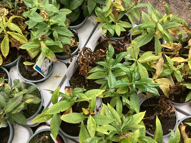 Phlox mix (60x) - afbeelding 2 van  2