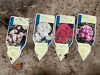 Phlox mix (60x)