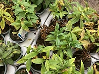Phlox mix (60x) - afbeelding 2 van  2