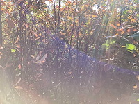 Photiniastruiken (5) - afbeelding 1 van  3