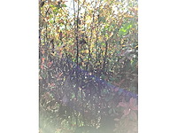 Photiniastruiken (5) - afbeelding 2 van  3