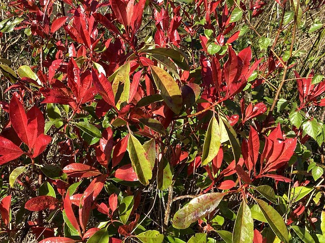 Photiniastruiken (5) - afbeelding 3 van  3