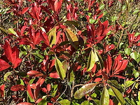 Photiniastruiken (5) - afbeelding 3 van  3