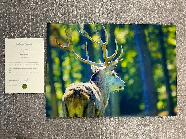 Photograph “deer in forest” - afbeelding 1 van  3