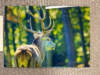 Photograph “deer in forest” - afbeelding 2 van  3