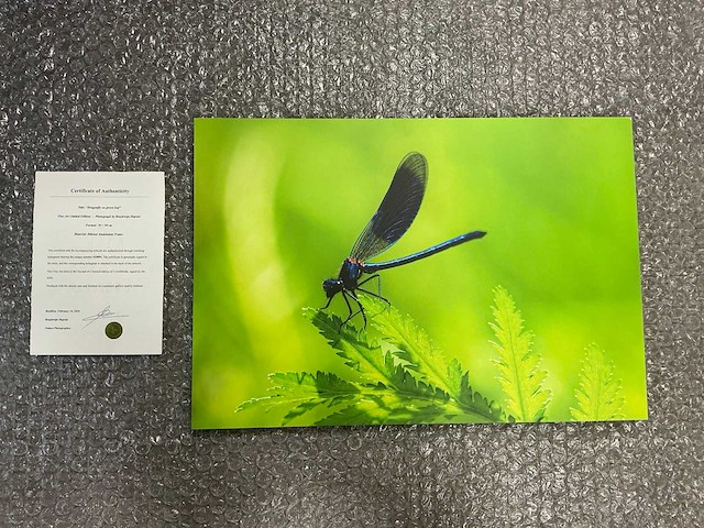Photograph “dragonfly on green leaf” - afbeelding 1 van  3