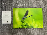 Photograph “dragonfly on green leaf” - afbeelding 1 van  3