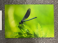 Photograph “dragonfly on green leaf” - afbeelding 2 van  3