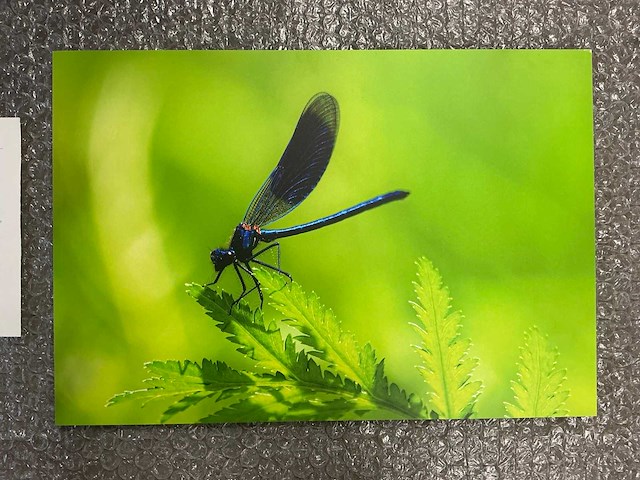 Photograph “dragonfly on green leaf” - afbeelding 2 van  3