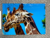 Photograph “eating giraffes” - afbeelding 2 van  3