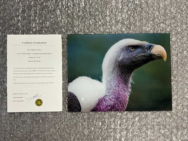 Photograph “rüppels vulture” - afbeelding 1 van  3