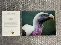 Photograph “rüppels vulture” - afbeelding 1 van  3