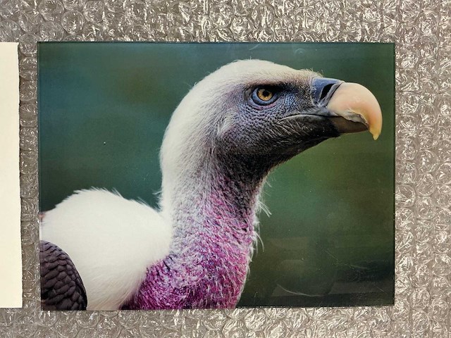 Photograph “rüppels vulture” - afbeelding 2 van  3