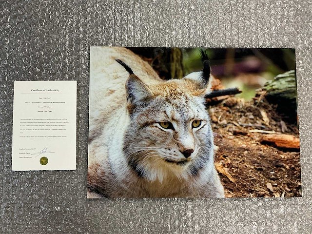Photograph “wild lynx” - afbeelding 1 van  3
