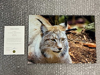 Photograph “wild lynx”
