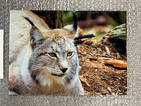 Photograph “wild lynx” - afbeelding 2 van  3