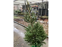 Picea (23x) - afbeelding 2 van  2