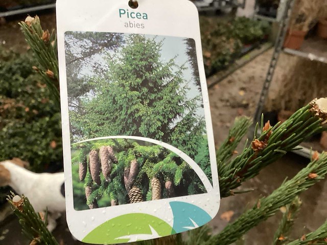 Picea (23x) - afbeelding 1 van  2