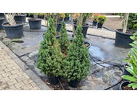 Picea glauca 'conica' - vaste plant (3x) - afbeelding 1 van  1