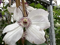 Piracantha (10x), clematis montana (20) - afbeelding 3 van  4