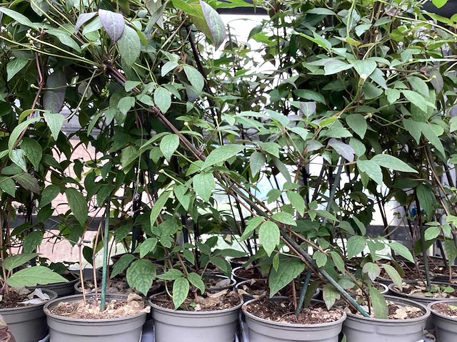 Piracantha (10x), clematis montana (20) - afbeelding 4 van  4