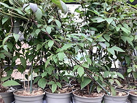Piracantha (10x), clematis montana (20) - afbeelding 4 van  4