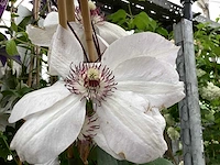 Piracantha (10x), clematis montana (20) - afbeelding 3 van  4