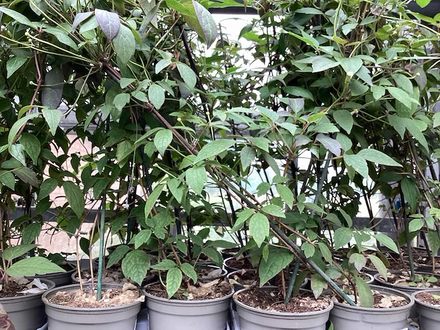 Piracantha (10x), clematis montana (20) - afbeelding 4 van  4
