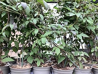 Piracantha (10x), clematis montana (20) - afbeelding 4 van  4