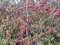 Piracantha (20x) - afbeelding 1 van  2