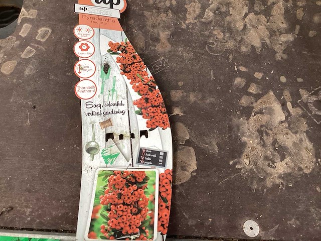 Piracantha (20x) - afbeelding 2 van  2