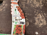 Piracantha (20x) - afbeelding 2 van  2