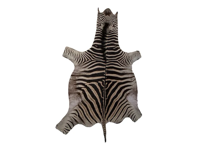 Plains zebra (equus quagga, formerly equus burchellii) hide rug 190 x 295 cm. (74.79 x 116.14 in.) - afbeelding 1 van  4